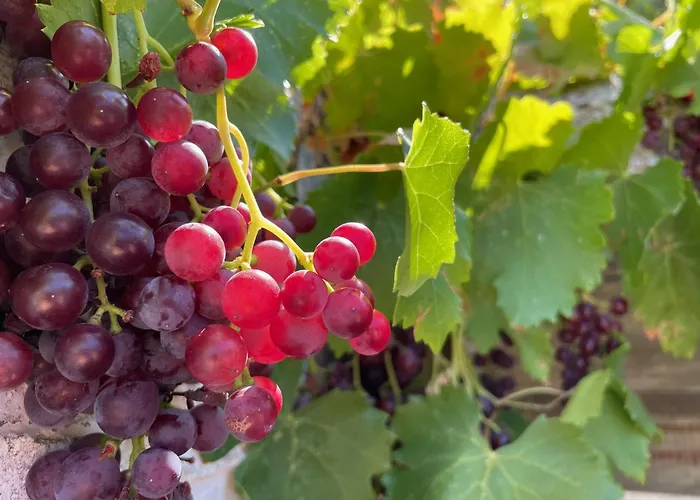 Nionas Cheerful House Дом отдыха *